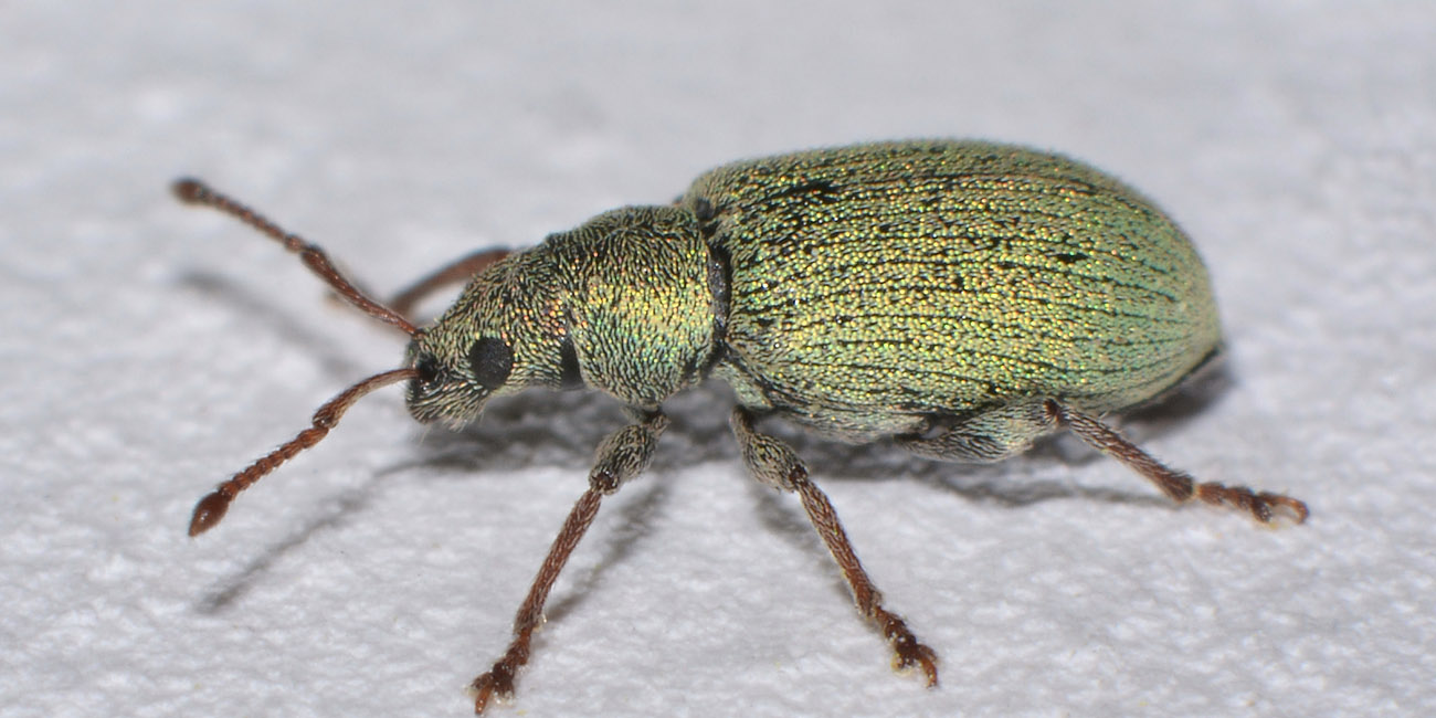 Curculionidae:  Phyllobius roboretanus?  No, Phyllobius subdentatus